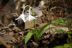 Pancratium triflorum